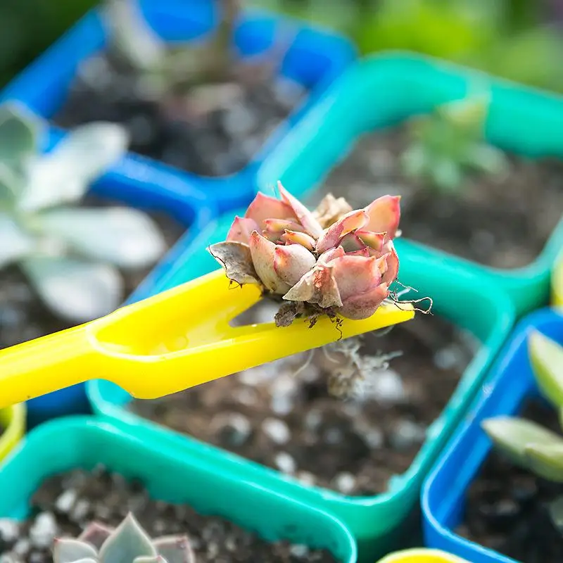 1/10Pcs Aussaat Sukkulenten Tr – Succulent Set Bewertung und Preis