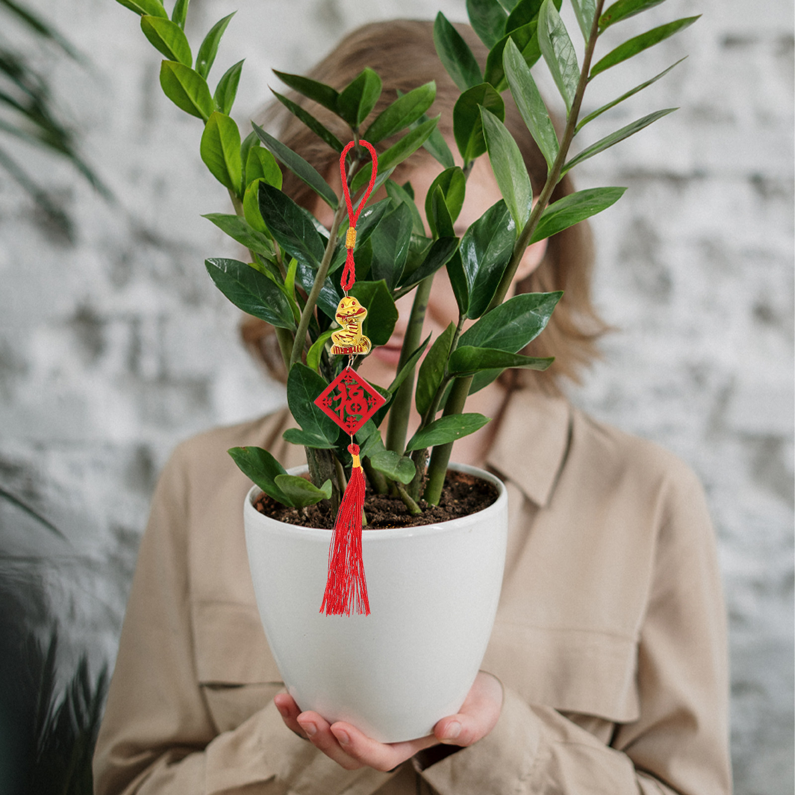 5 Stück Schlangenjahr 2025 Hol – Snake Plant Bewertung und Preis