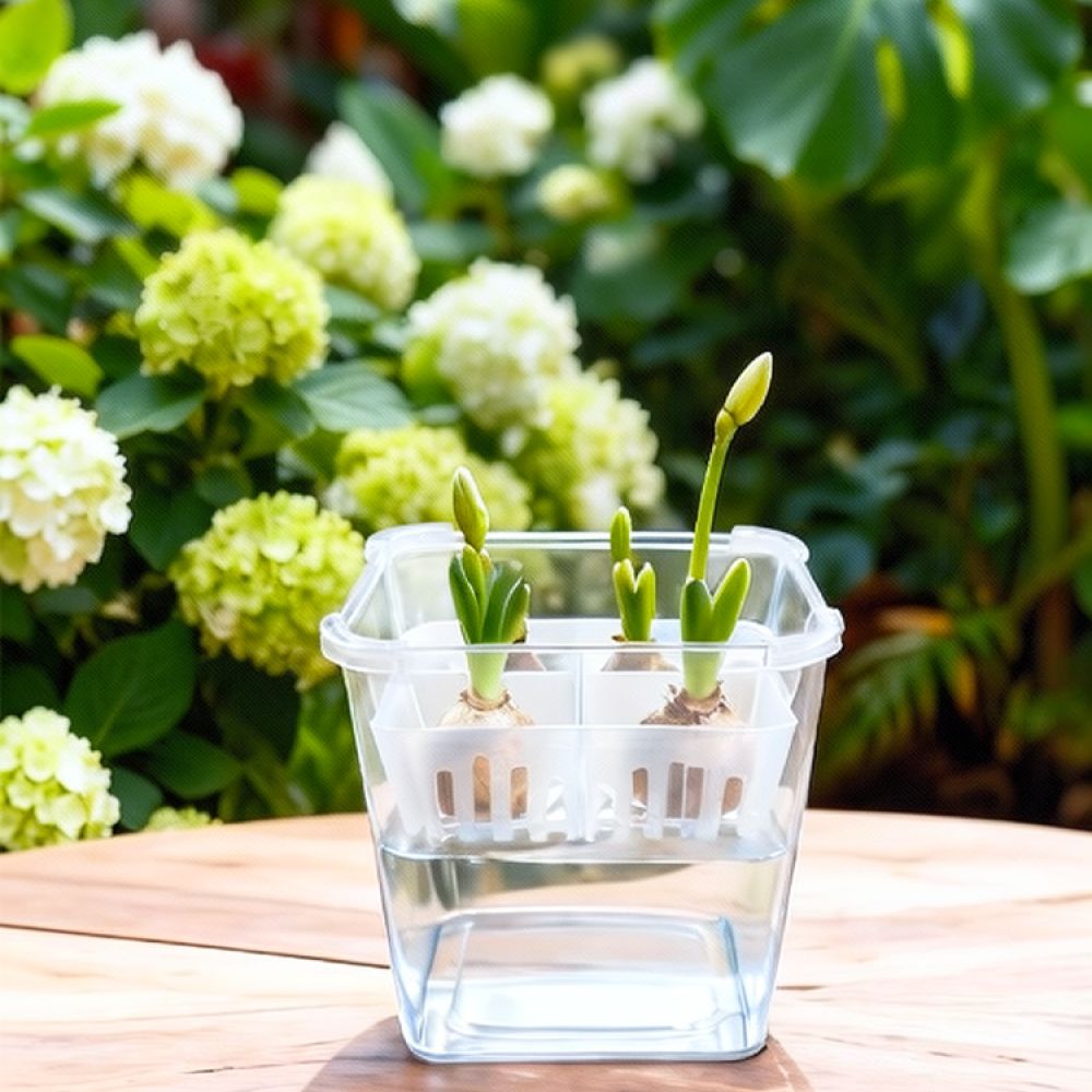 Hydroponische Vase für Tulpen- – Indoor Plants Bewertung und Preis