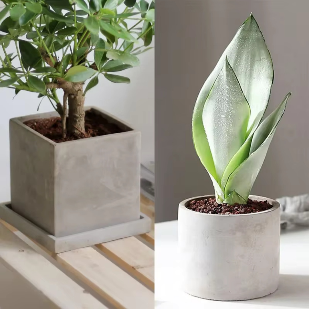 15cm Große Runde Beton-Blument – Succulent Set Bewertung und Preis