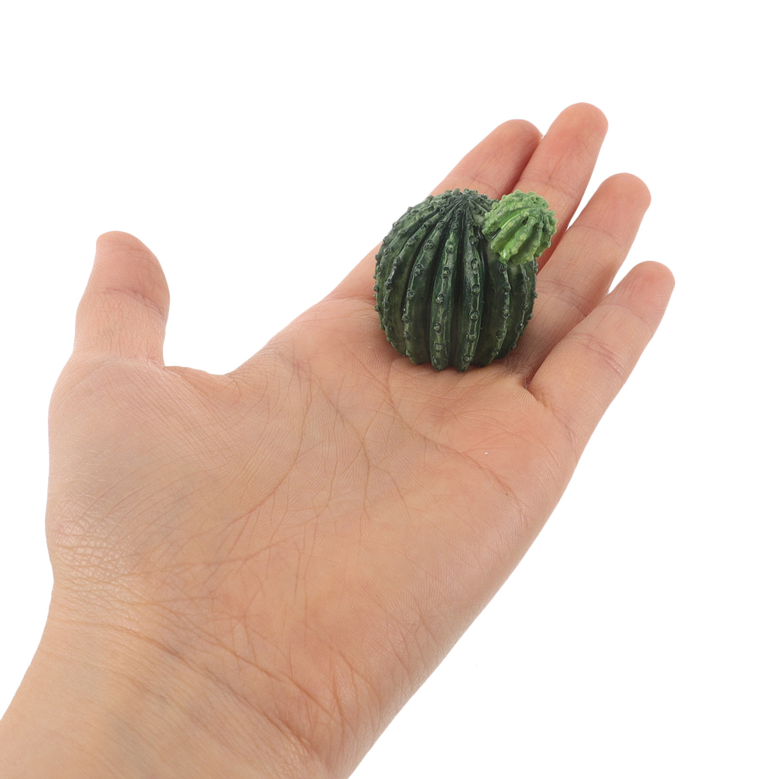 Mini-Kaktus-Sukkulenten-Set au – Succulent Set Bewertung und Preis